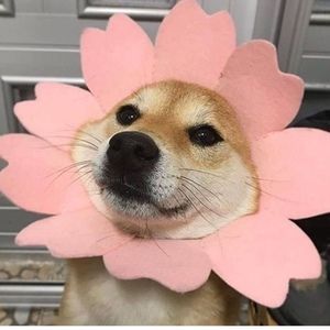 Meet your Posher, Eunjoo